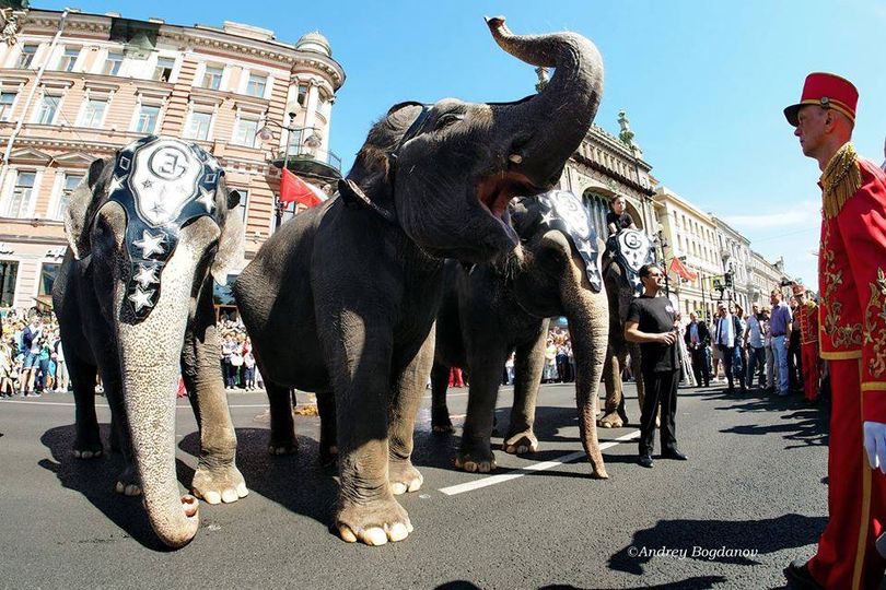 Слоны на улицах Питера